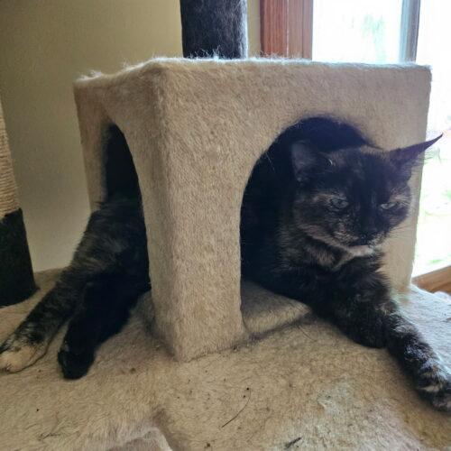 Enlarge Cinder, a Adoptable Domestic Short Hair in Kenosha, WI image 2/6