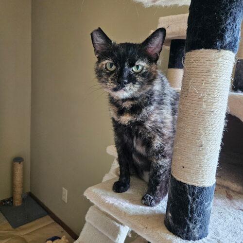 Enlarge Cinder, a Adoptable Domestic Short Hair in Kenosha, WI image 3/6