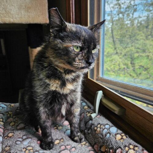 Enlarge Cinder, a Adoptable Domestic Short Hair in Kenosha, WI image 4/6
