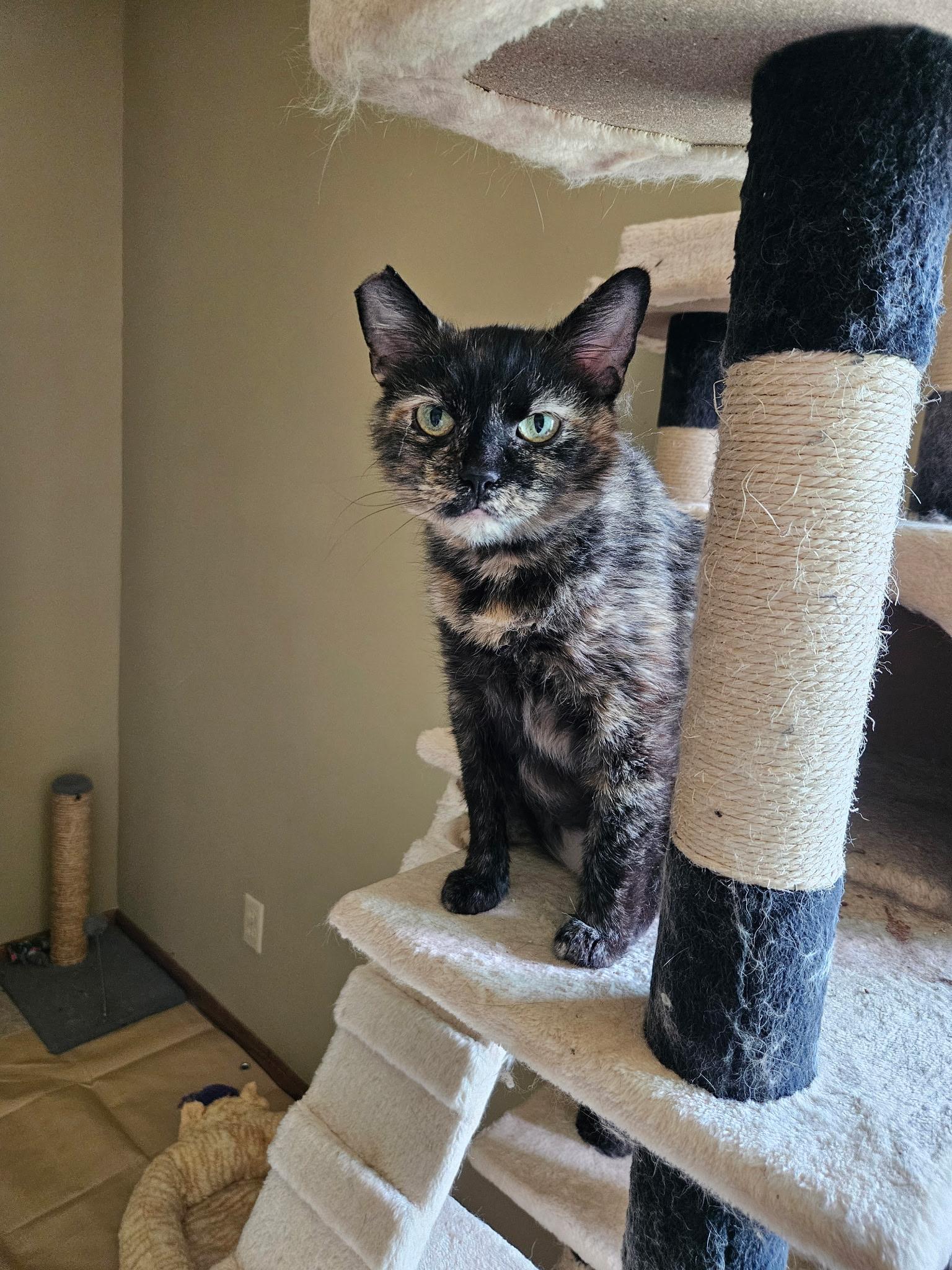 Enlarge Cinder, a Adoptable Domestic Short Hair in Kenosha, WI image 5/6