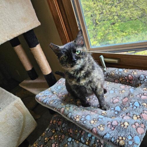 Enlarge Cinder, a Adoptable Domestic Short Hair in Kenosha, WI image 6/6