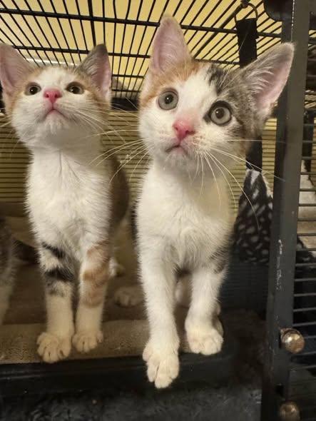 Sabrina Duncan or Kelly Garrett or both, Adoptable, Kitten Female Domestic Short Hair.