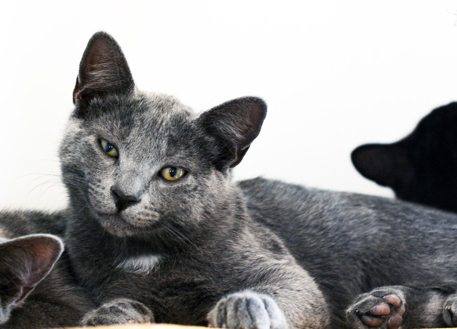 ROLF - MY ADOPTION FEE IS HALF PRICE IN JUNE, adopted, Kitten Male Domestic Short Hair.