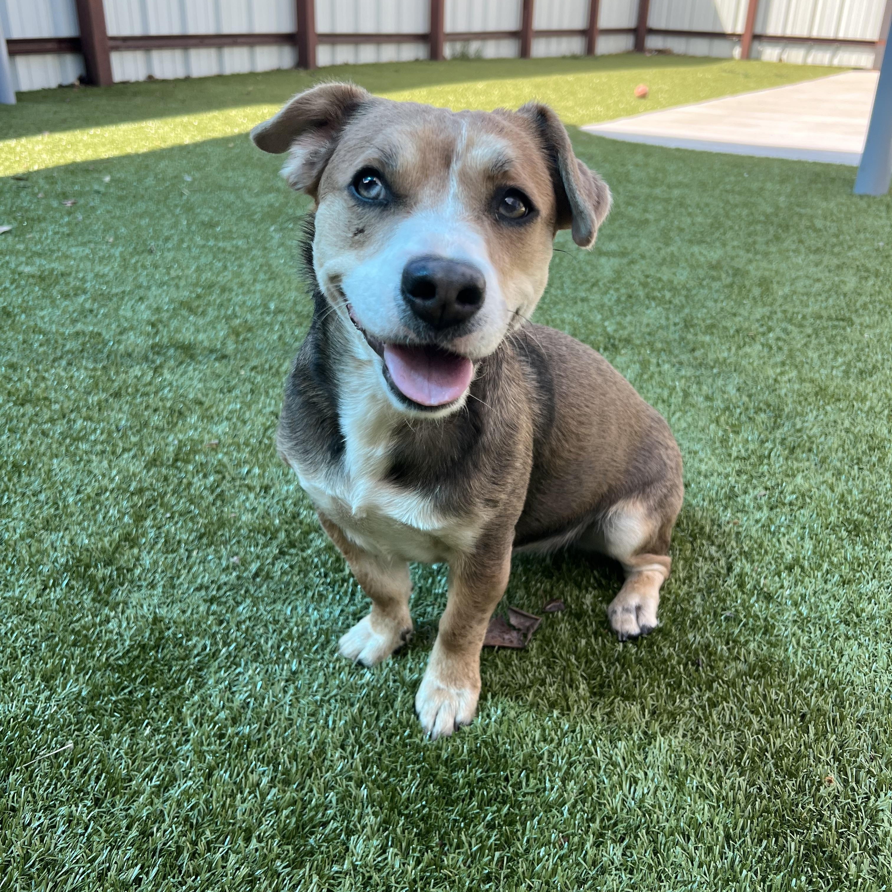 Zoey, an adopted mixed breed in Warr Acres, OK image 2/4