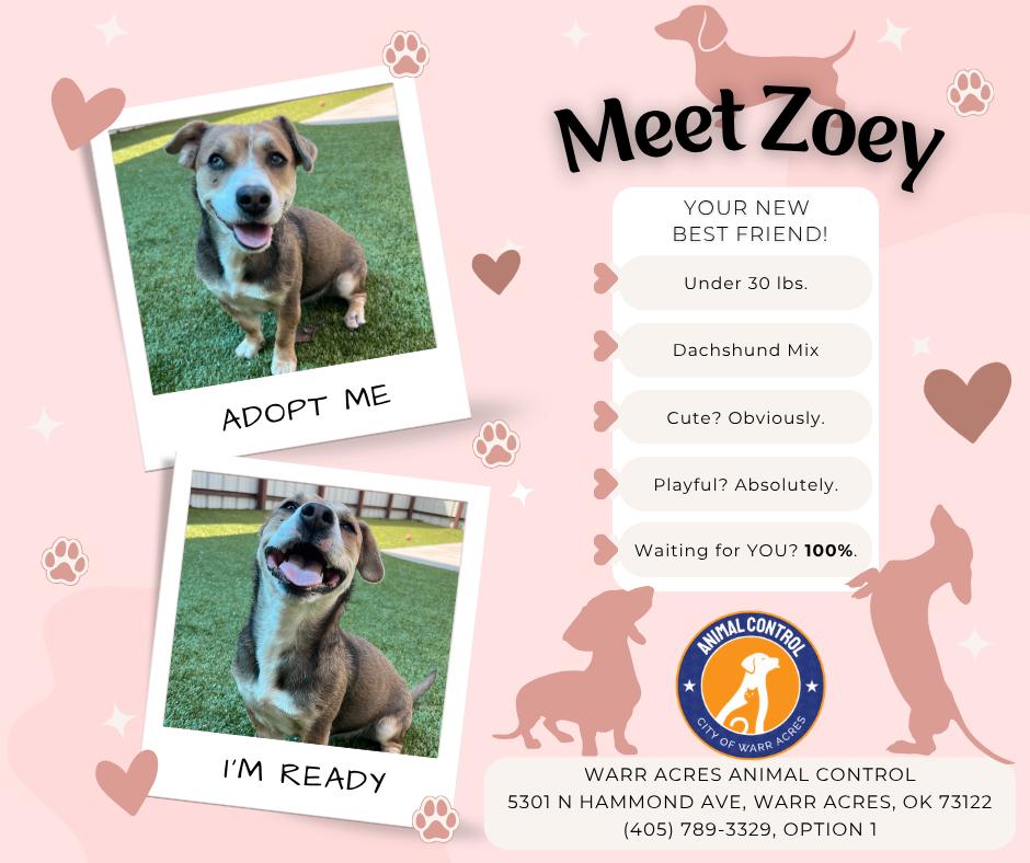 Zoey, an adopted mixed breed in Warr Acres, OK image 4/4
