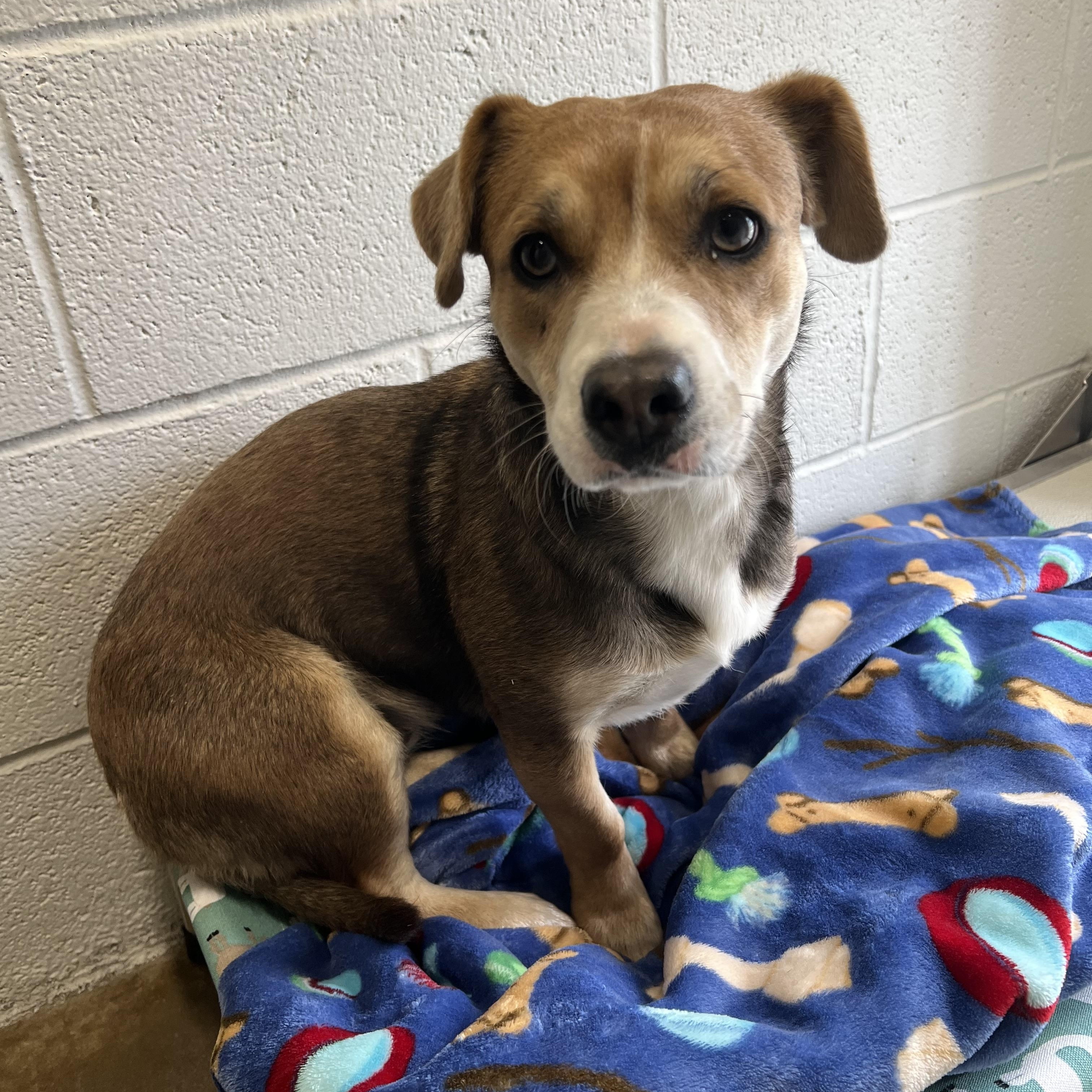 Zoey, an adopted mixed breed in Warr Acres, OK image 3/4