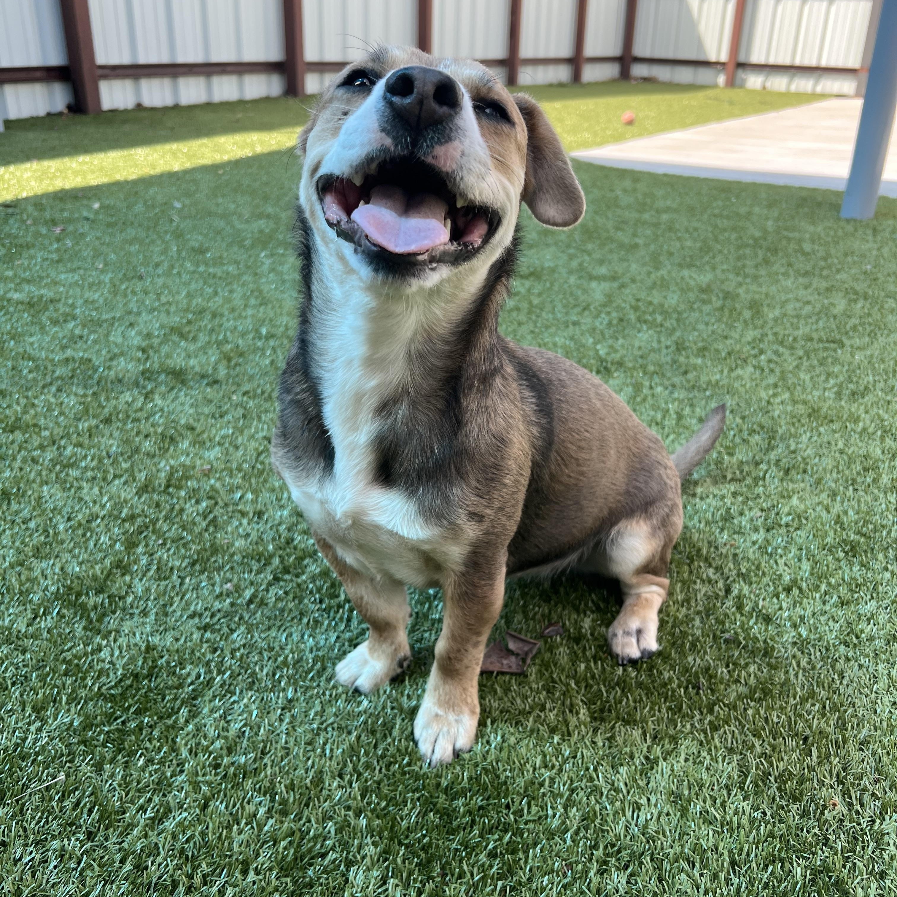 Zoey, an adopted mixed breed in Warr Acres, OK image 1/4