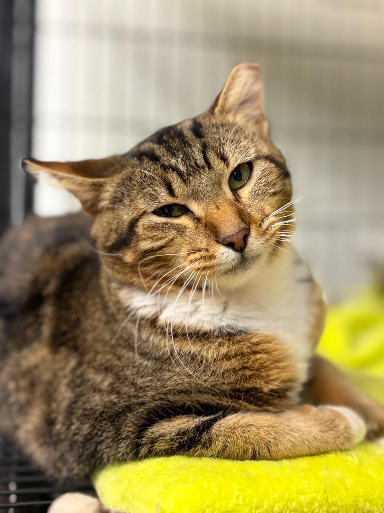 Charlea, a Adoptable mixed breed in Lockhart, TX image 1/2