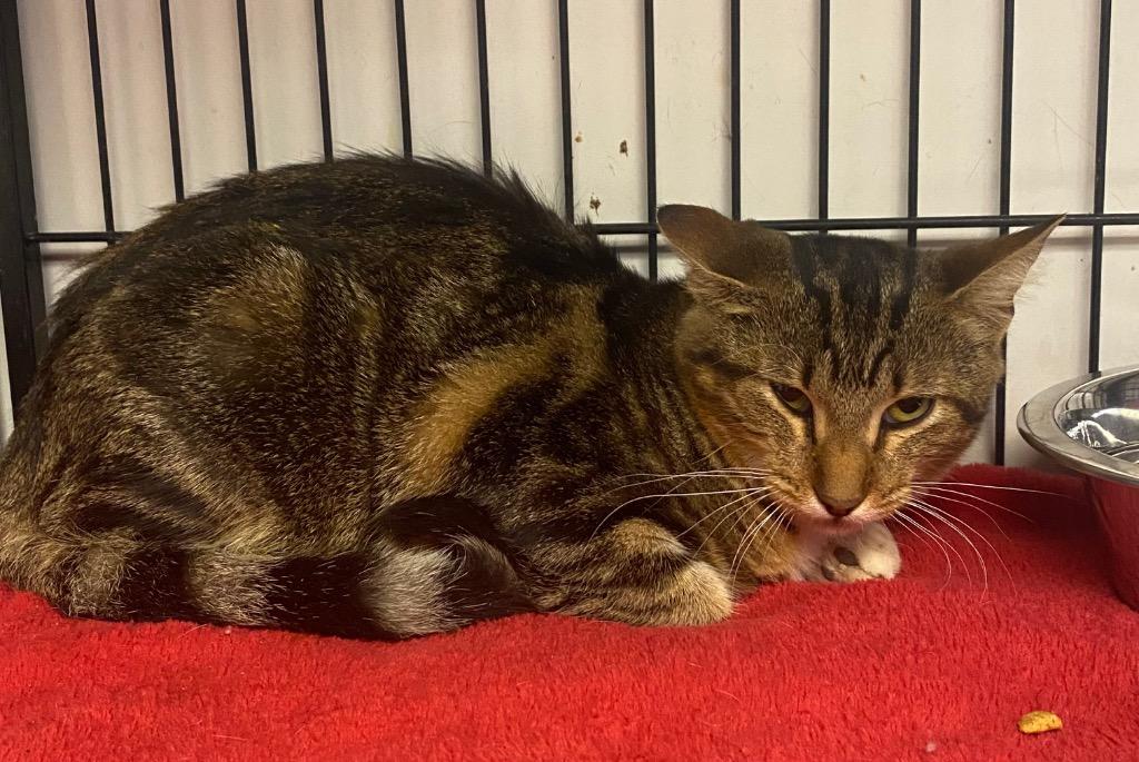 Charlea, a Adoptable mixed breed in Lockhart, TX image 2/2