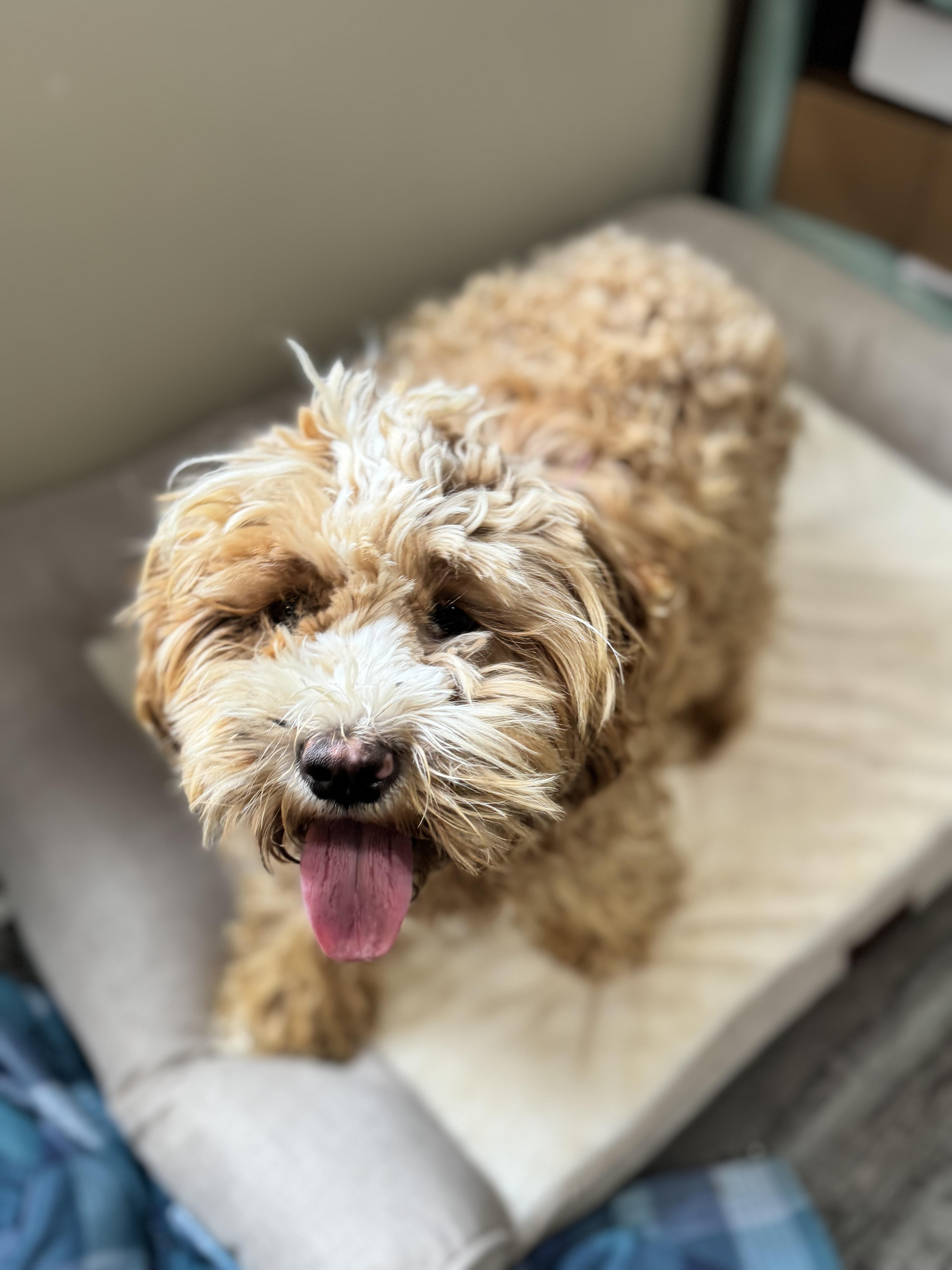 Enlarge Peaches, an adopted Cockapoo in Sequatchie, TN image 1/5