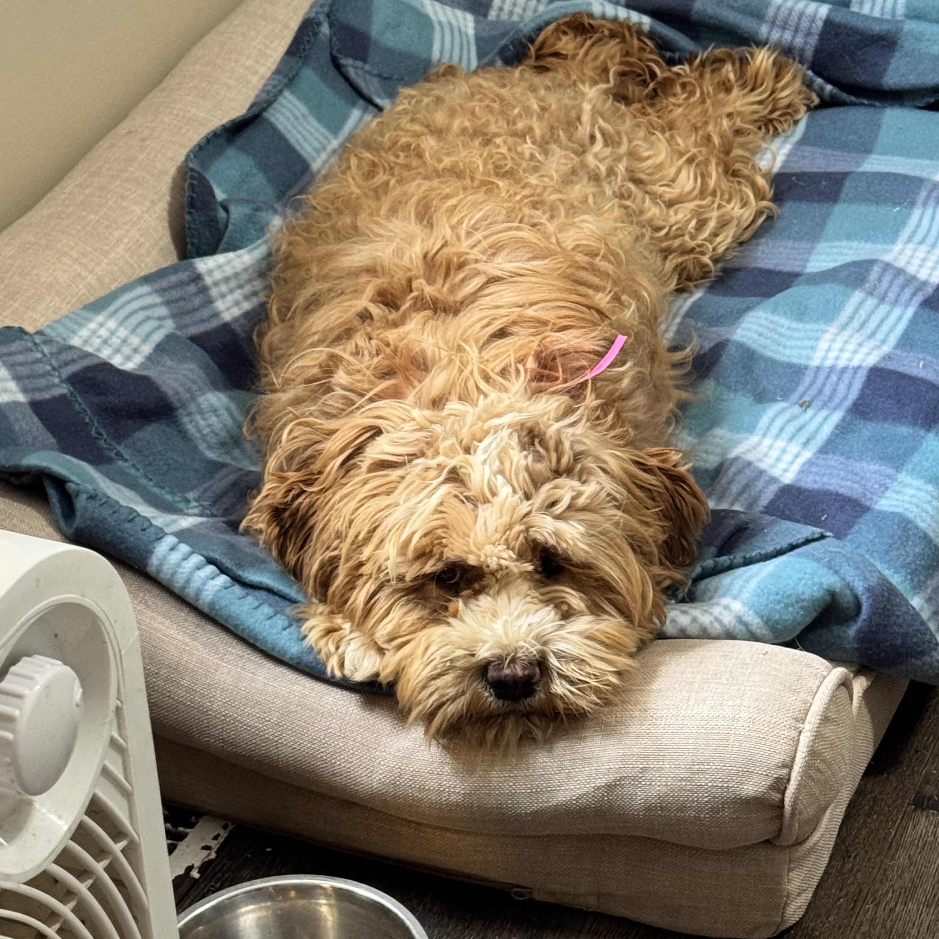 Enlarge Peaches, an adopted Cockapoo in Sequatchie, TN image 5/5