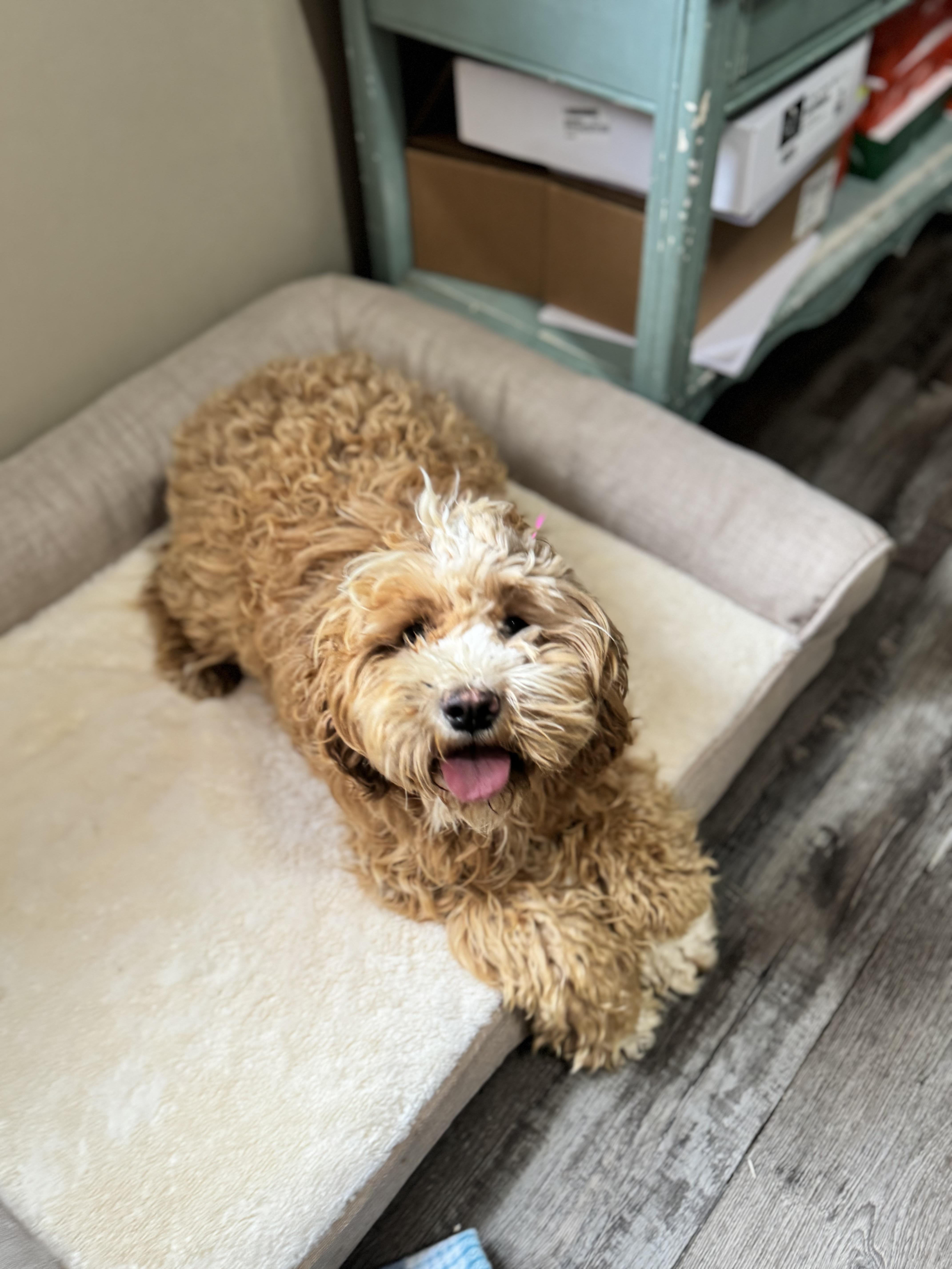 Enlarge Peaches, an adopted Cockapoo in Sequatchie, TN image 3/5
