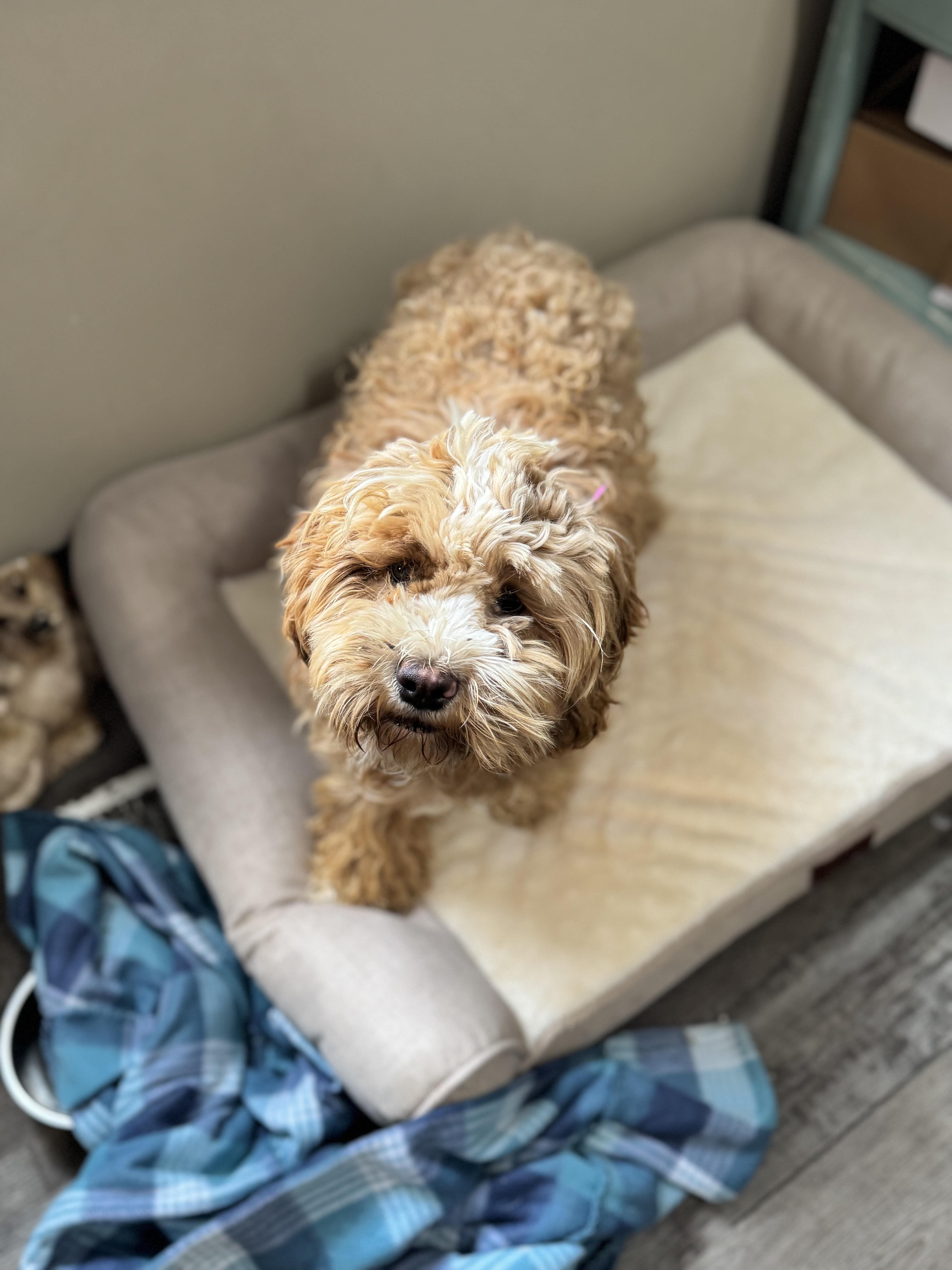 Enlarge Peaches, an adopted Cockapoo in Sequatchie, TN image 4/5