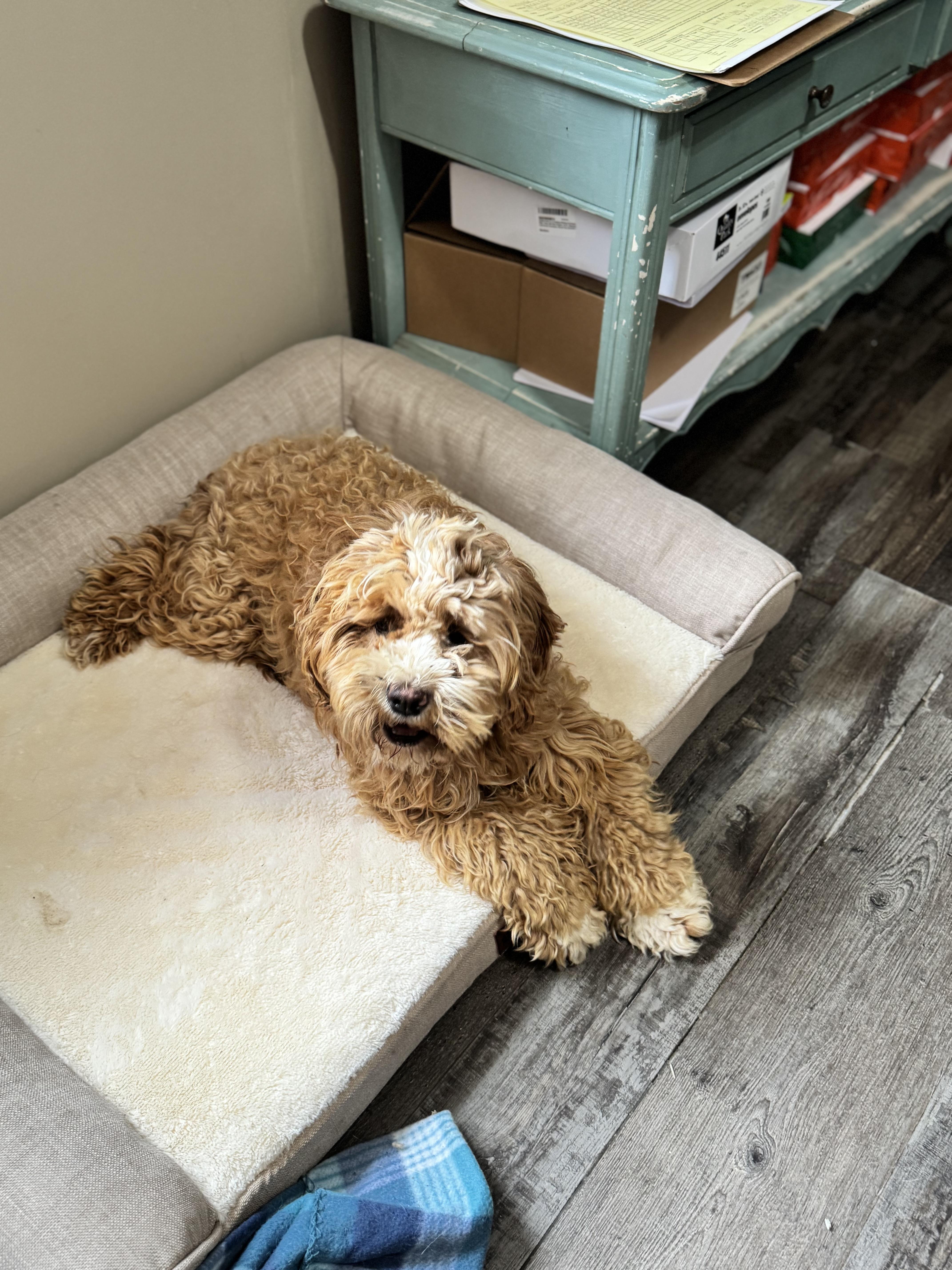 Enlarge Peaches, an adopted Cockapoo in Sequatchie, TN image 2/5
