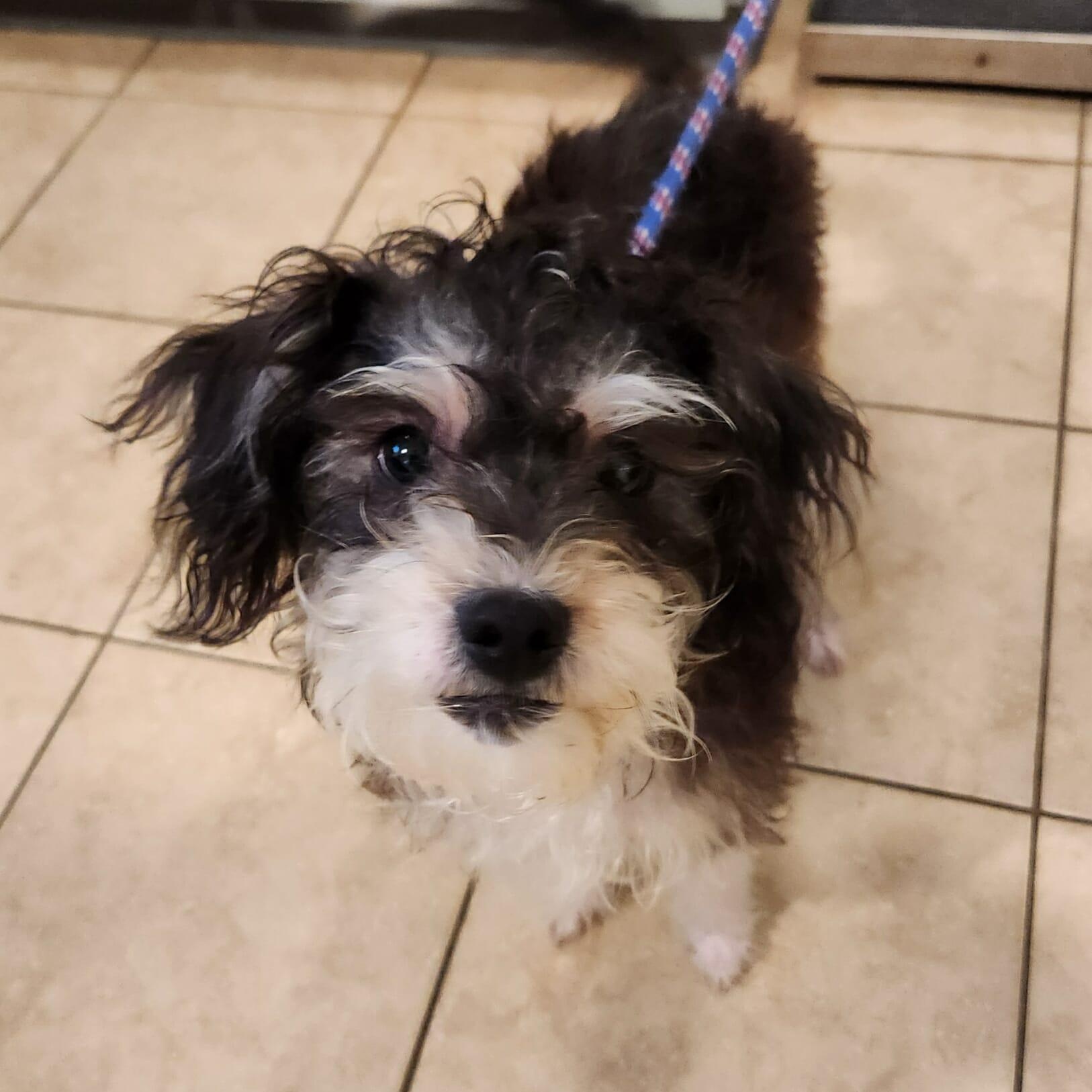 Enlarge Joey, a Adoptable mixed breed in Sparta, WI image 1/4