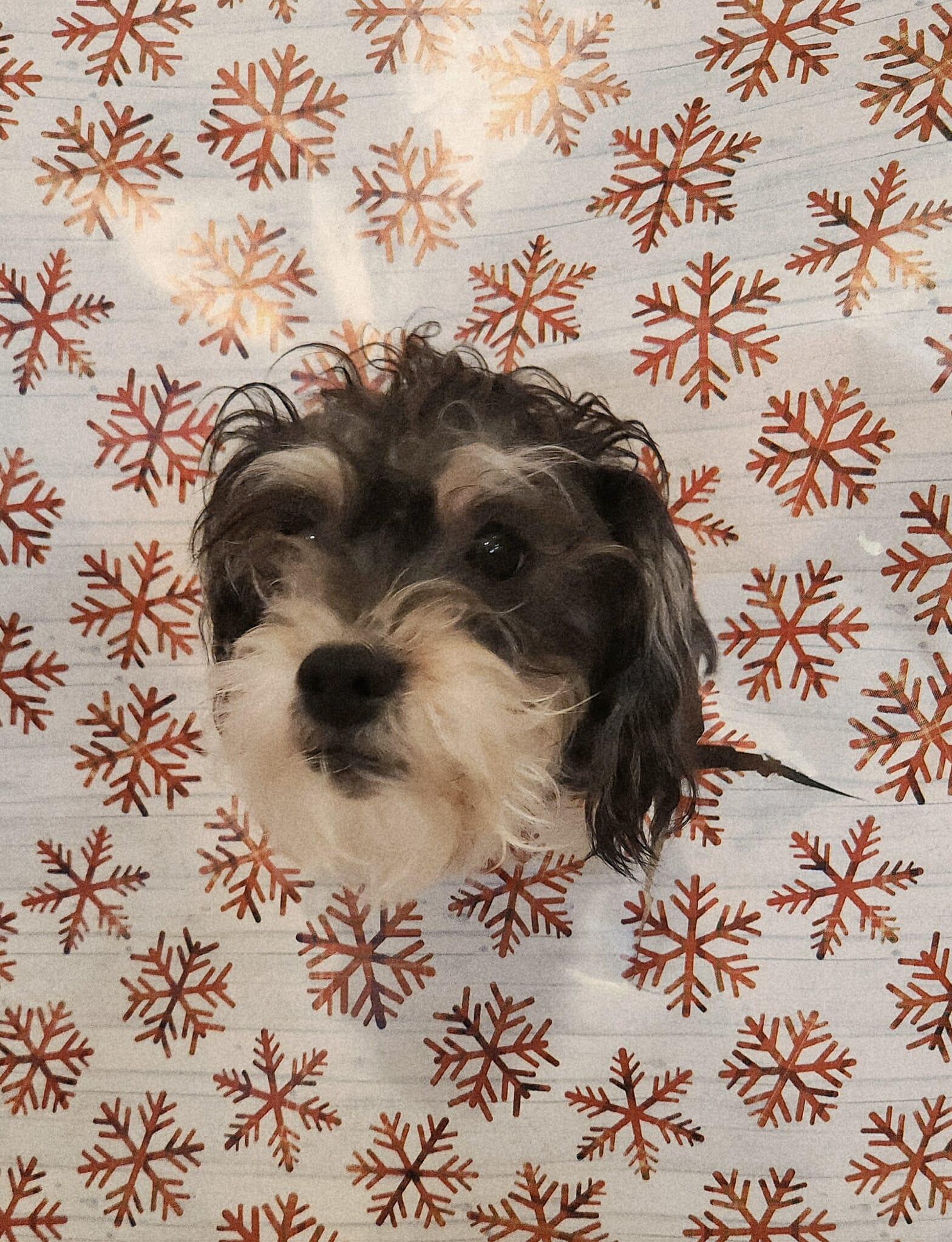 Enlarge Joey, a Adoptable mixed breed in Sparta, WI image 2/4