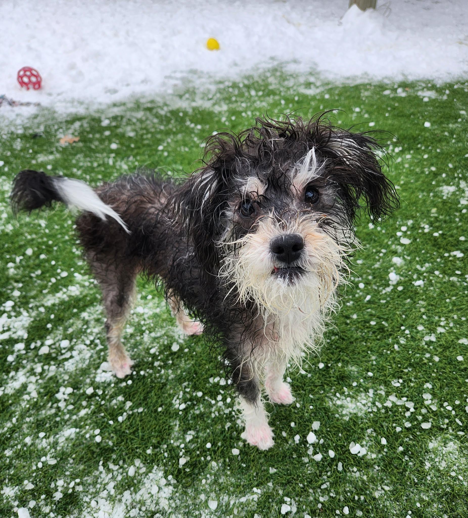 Enlarge Joey *SCROLL TO THE BOTTOM FOR OUR APPLICATION*, an adopted mixed breed in Sparta, WI image 2/5