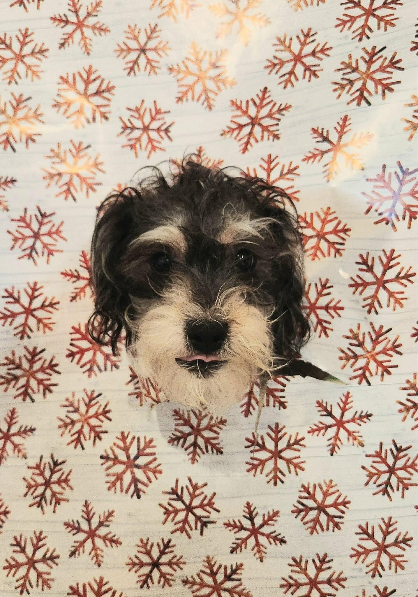 Enlarge Joey, a Adoptable mixed breed in Sparta, WI image 3/4