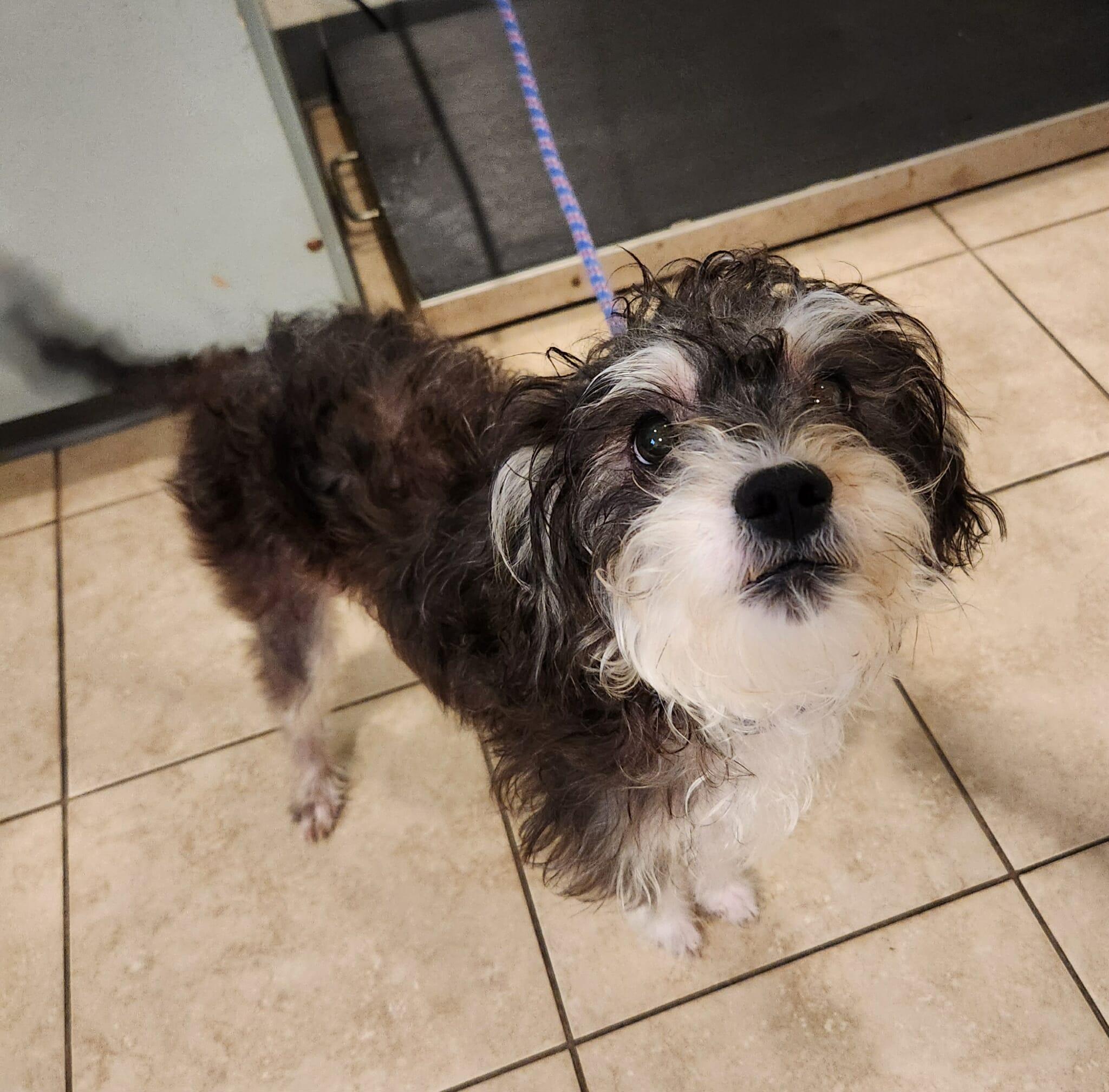 Enlarge Joey, a Adoptable mixed breed in Sparta, WI image 4/4