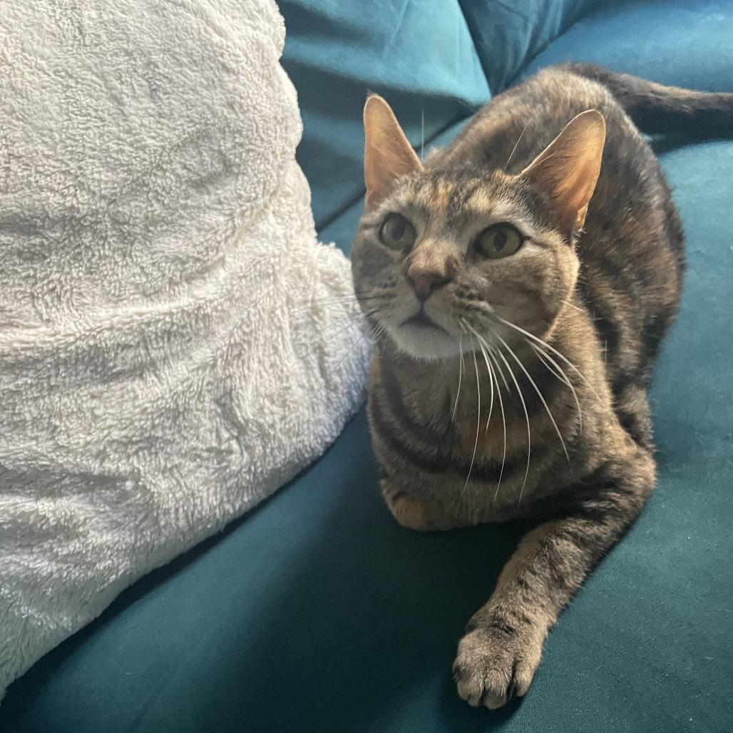 Yankee 2 — thumbnail 2