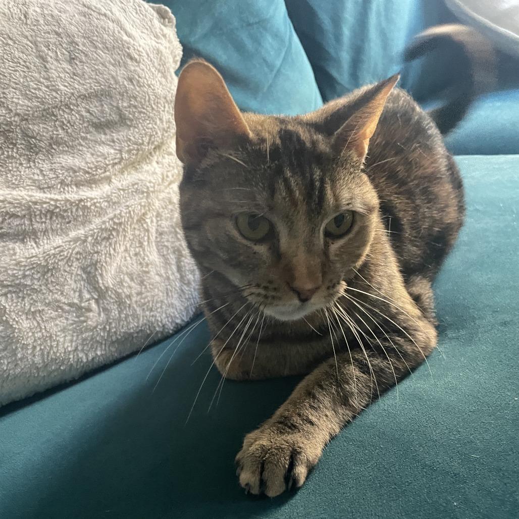 Yankee 2 — thumbnail 3