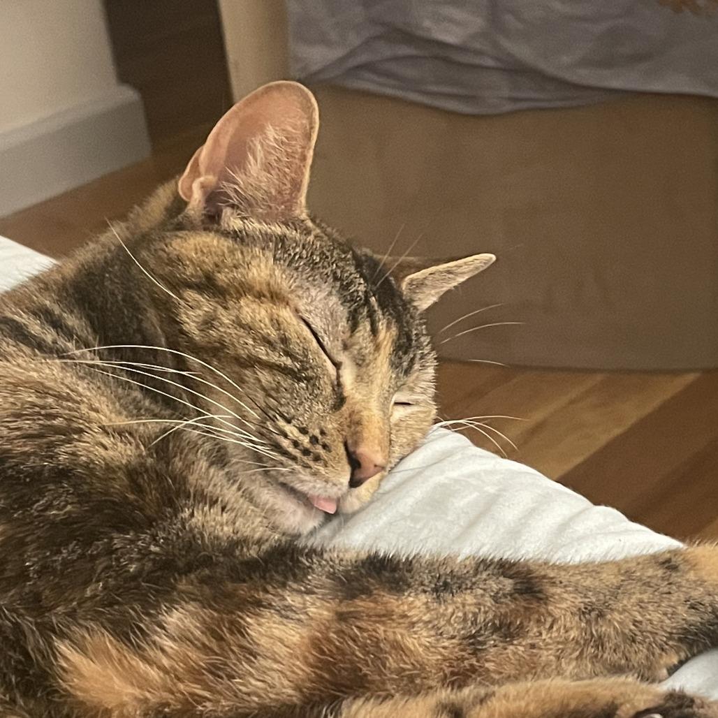 Yankee 2 — thumbnail 4