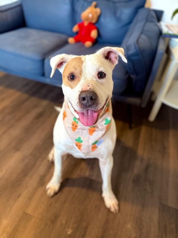 Cyrus Cuddles the Easy Breezy Love Bug — thumbnail 2