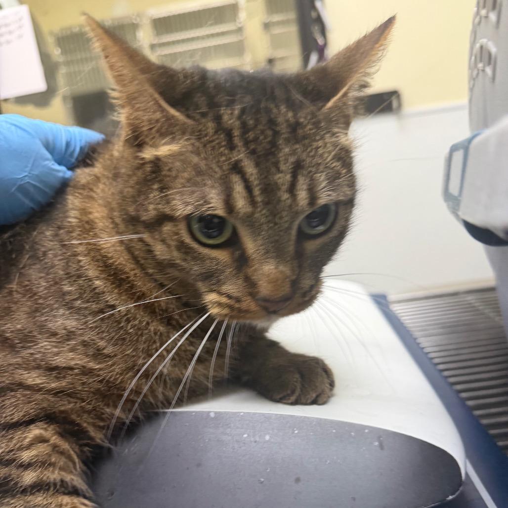 Enlarge Mazikeen, a Adoptable American Shorthair in Lake Jackson, TX image 1/2