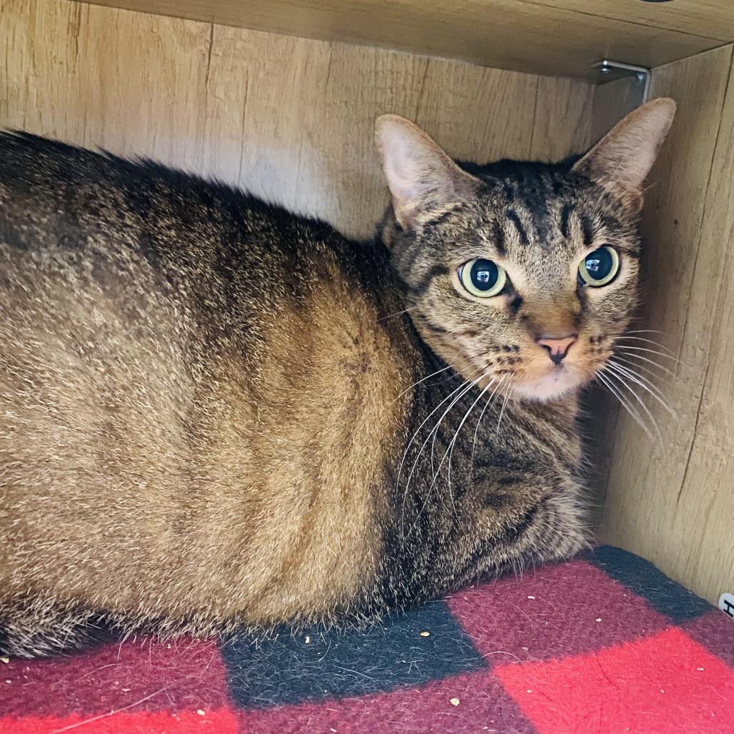 Enlarge Mazikeen, a Adoptable American Shorthair in Lake Jackson, TX image 2/2
