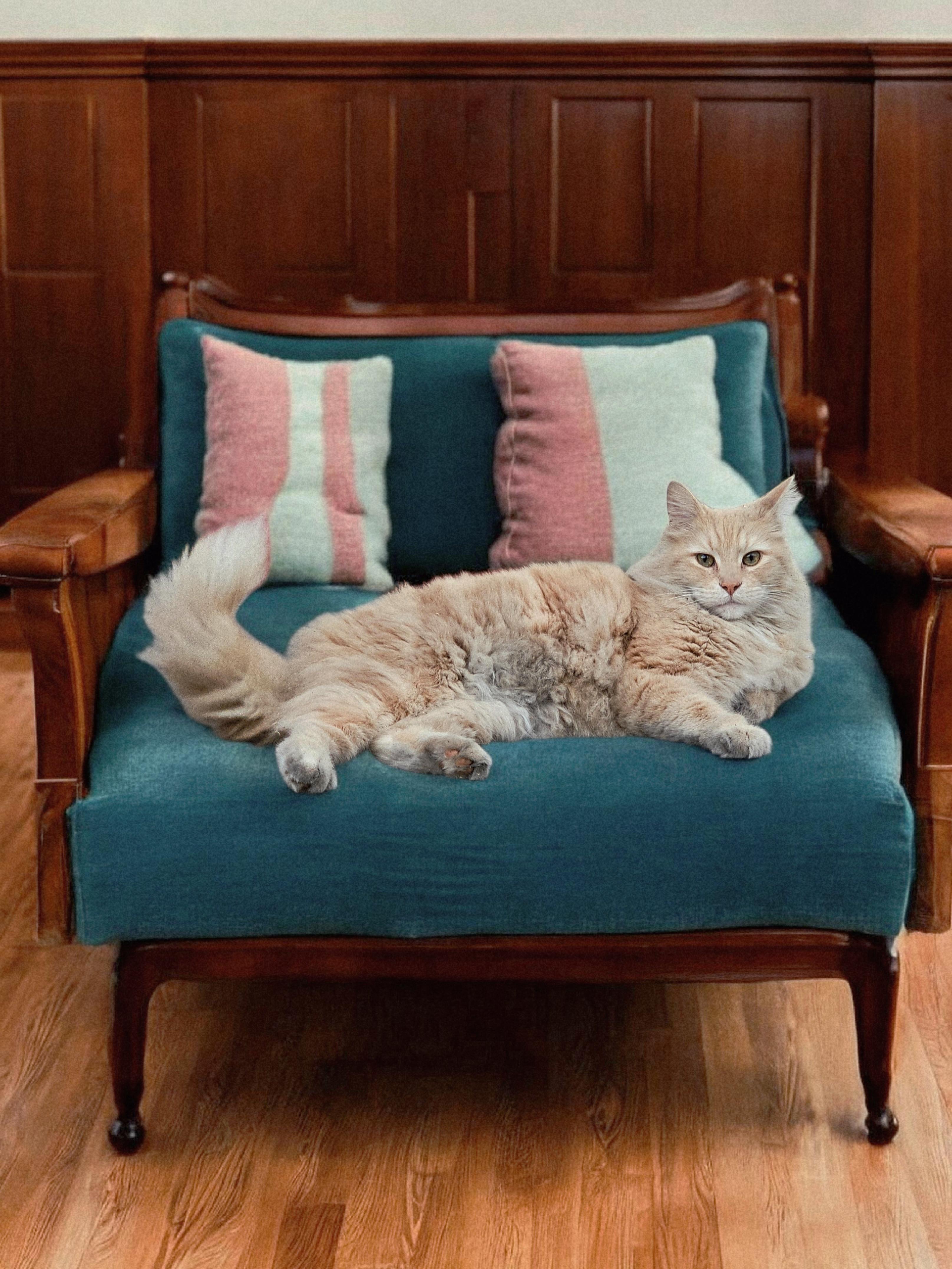 Fuzzybunz , ADOPTABLE, Adult Male Domestic Long Hair.
