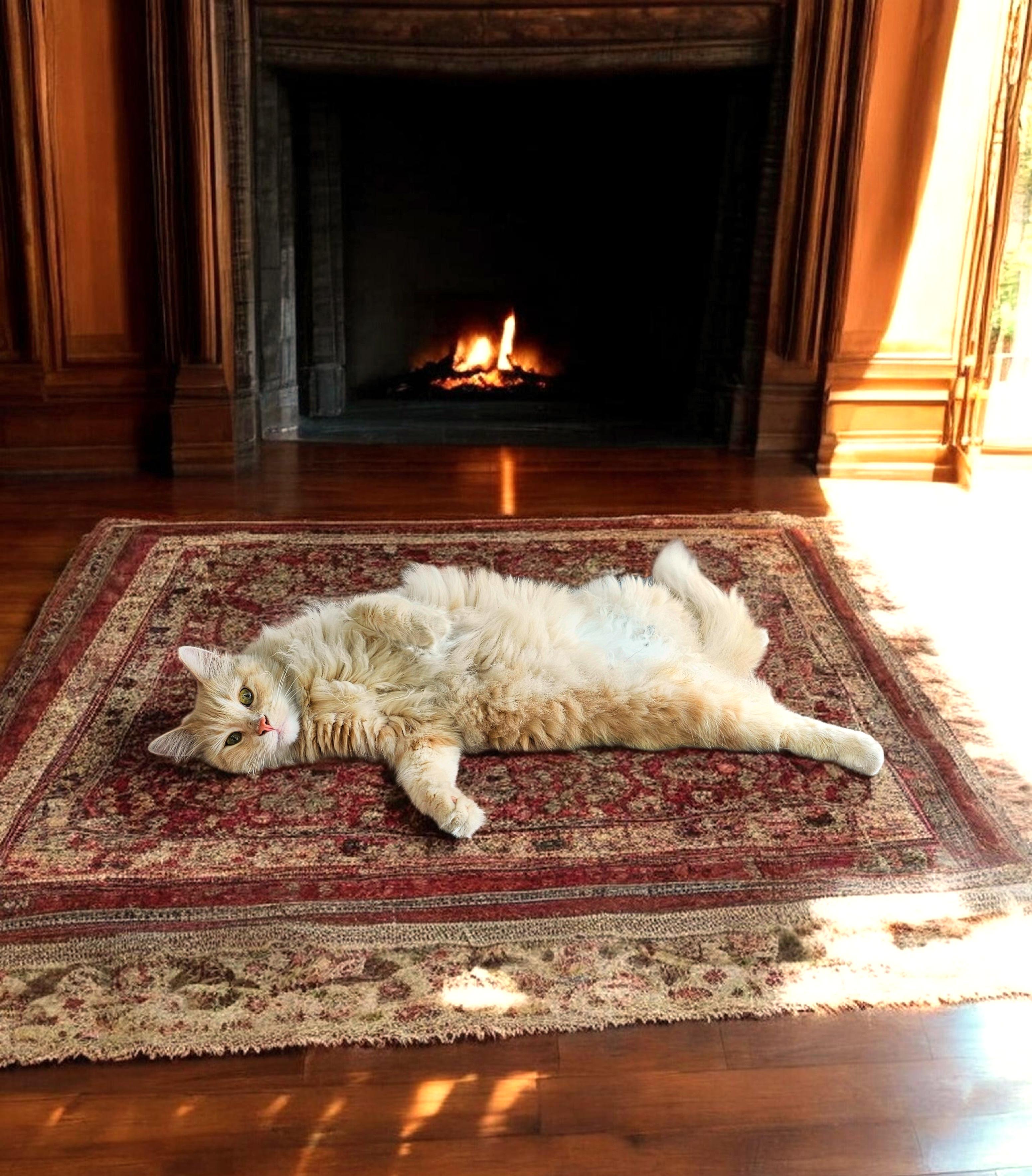 Enlarge Fuzzybunz , an adopted mixed breed in Jacksonville, FL image 3/4