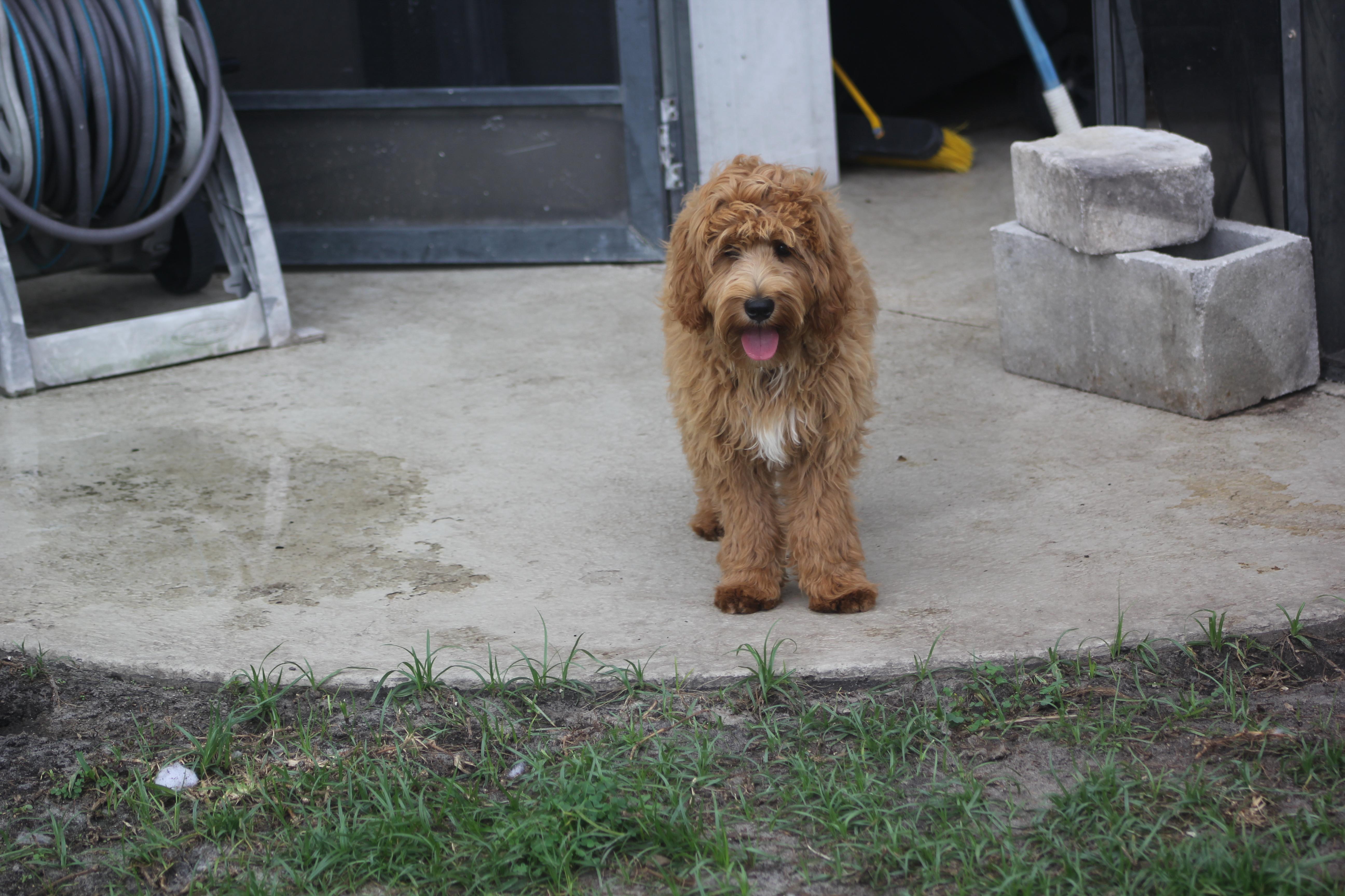 Enlarge Maverick, an adoptable Labradoodle in Orlando, FL image 2/3
