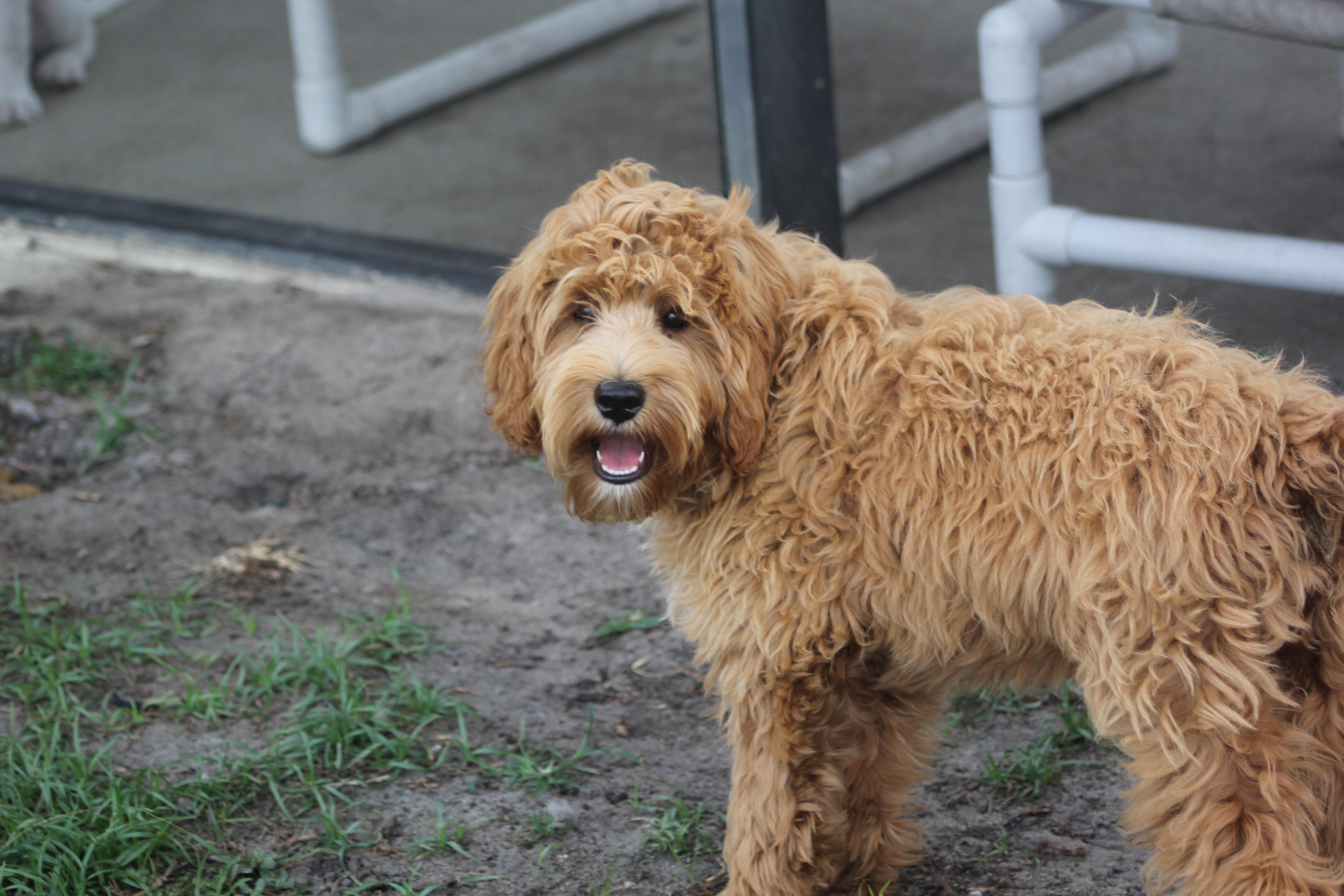 Enlarge Maverick, an adoptable Labradoodle in Orlando, FL image 3/3