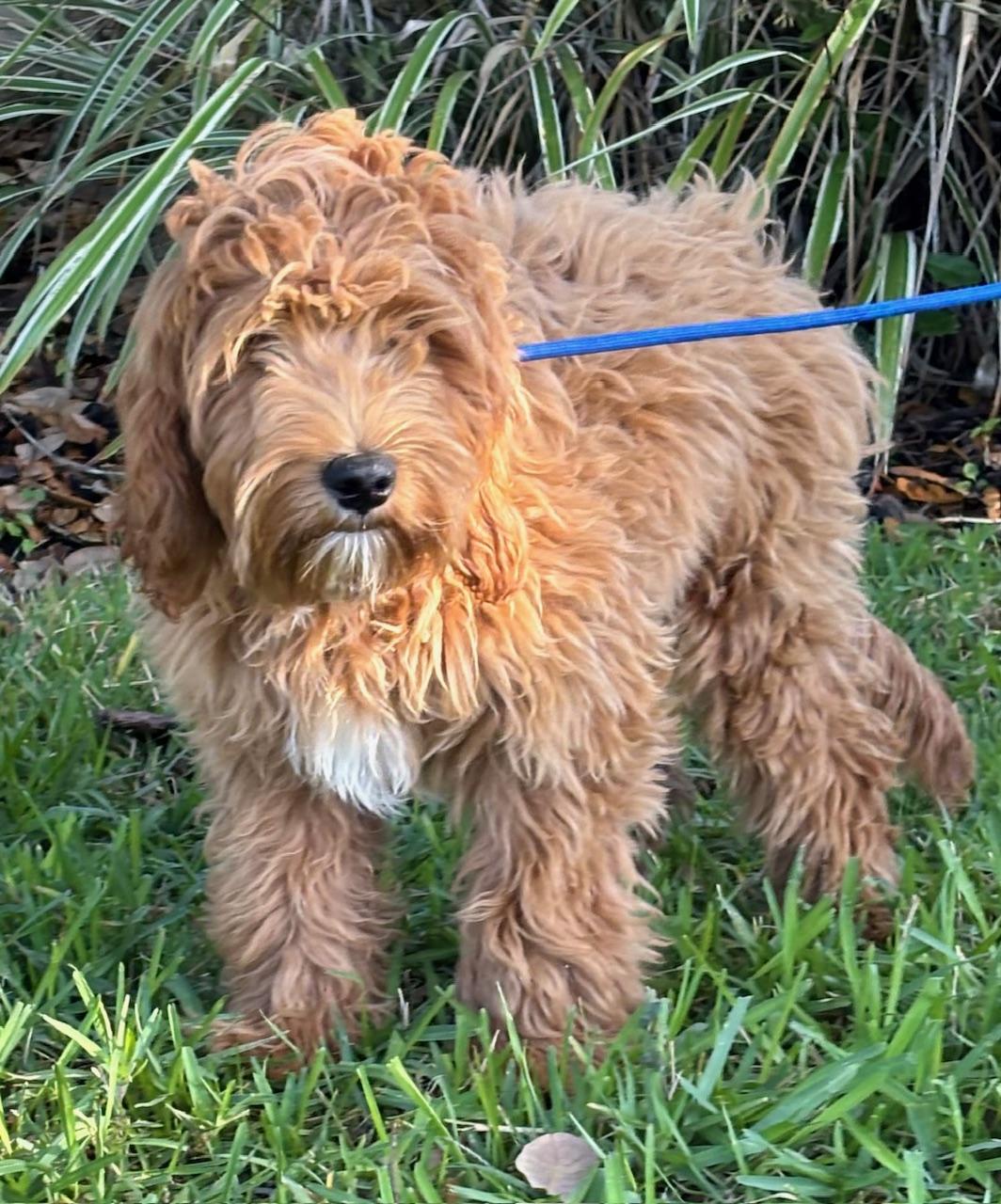 Maverick, adoptable, Young Male Labradoodle.