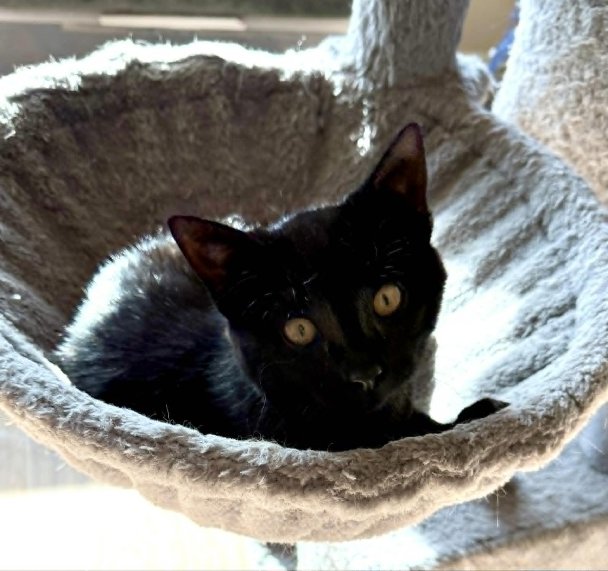 Ozzy, ADOPTABLE, Young Female Domestic Short Hair.