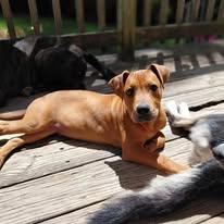 Rafferty - Zesta, Adoptable, Puppy Male Pit Bull Terrier.