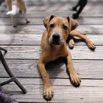 Enlarge Rafferty - Zesta, a Adoptable Pit Bull Terrier in Jacksonville, NC image 2/3