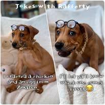 Enlarge Rafferty - Zesta, a Adoptable Pit Bull Terrier in Jacksonville, NC image 3/3
