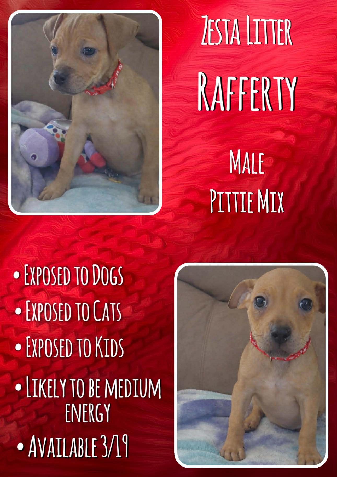 Rafferty - Zesta, Adoptable, Puppy Male Pit Bull Terrier.