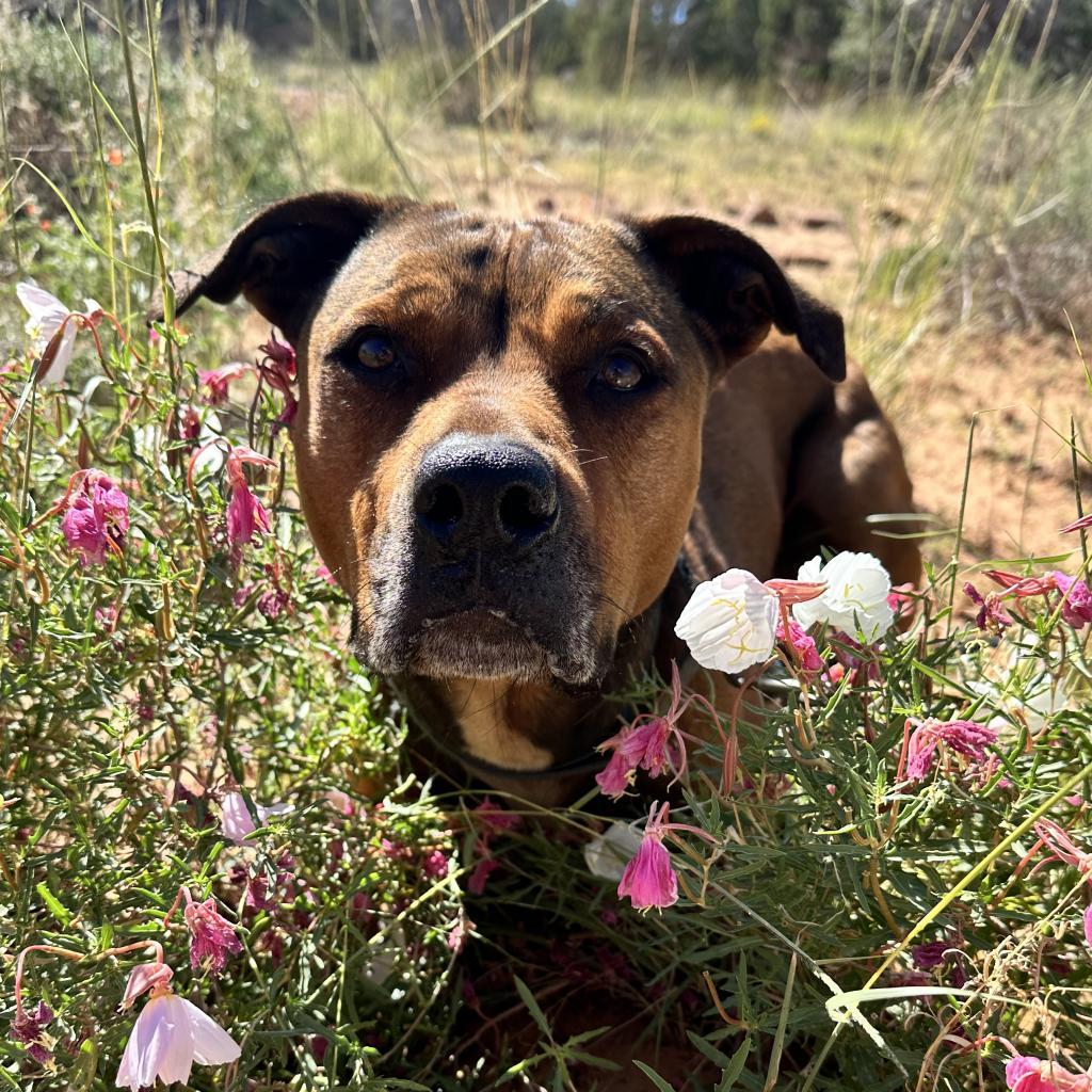 Enlarge Ember, a Adoptable mixed breed in Kanab, UT image 1/6