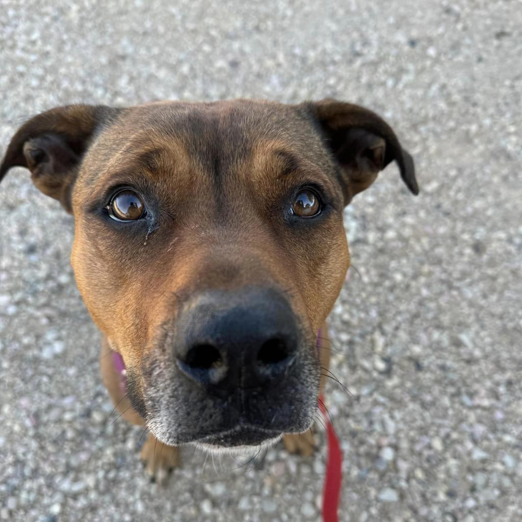 Enlarge Ember, a Adoptable mixed breed in Kanab, UT image 2/6