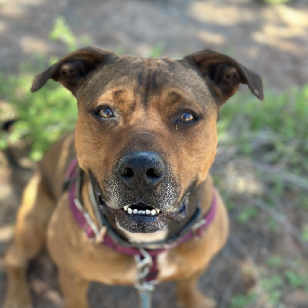 Enlarge Ember, a Adoptable mixed breed in Kanab, UT image 3/6