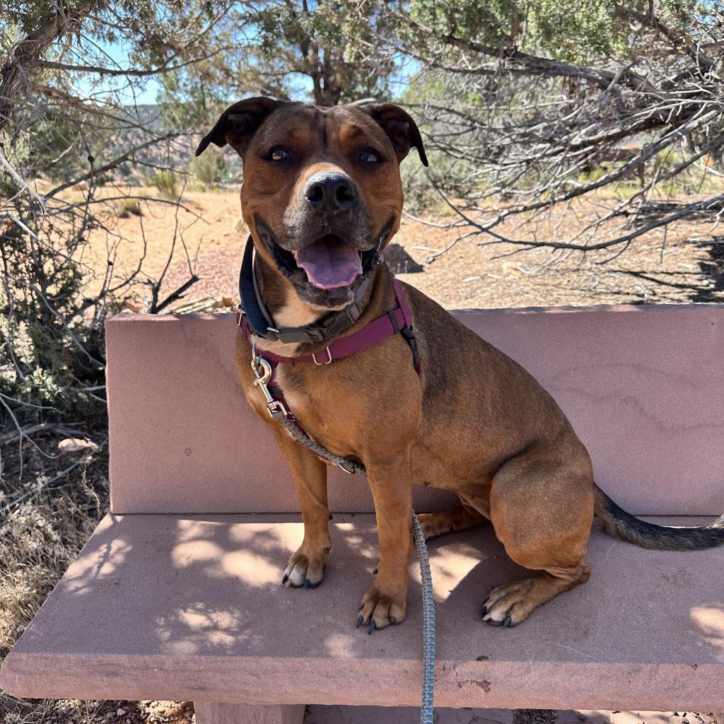 Enlarge Ember, a Adoptable mixed breed in Kanab, UT image 4/6