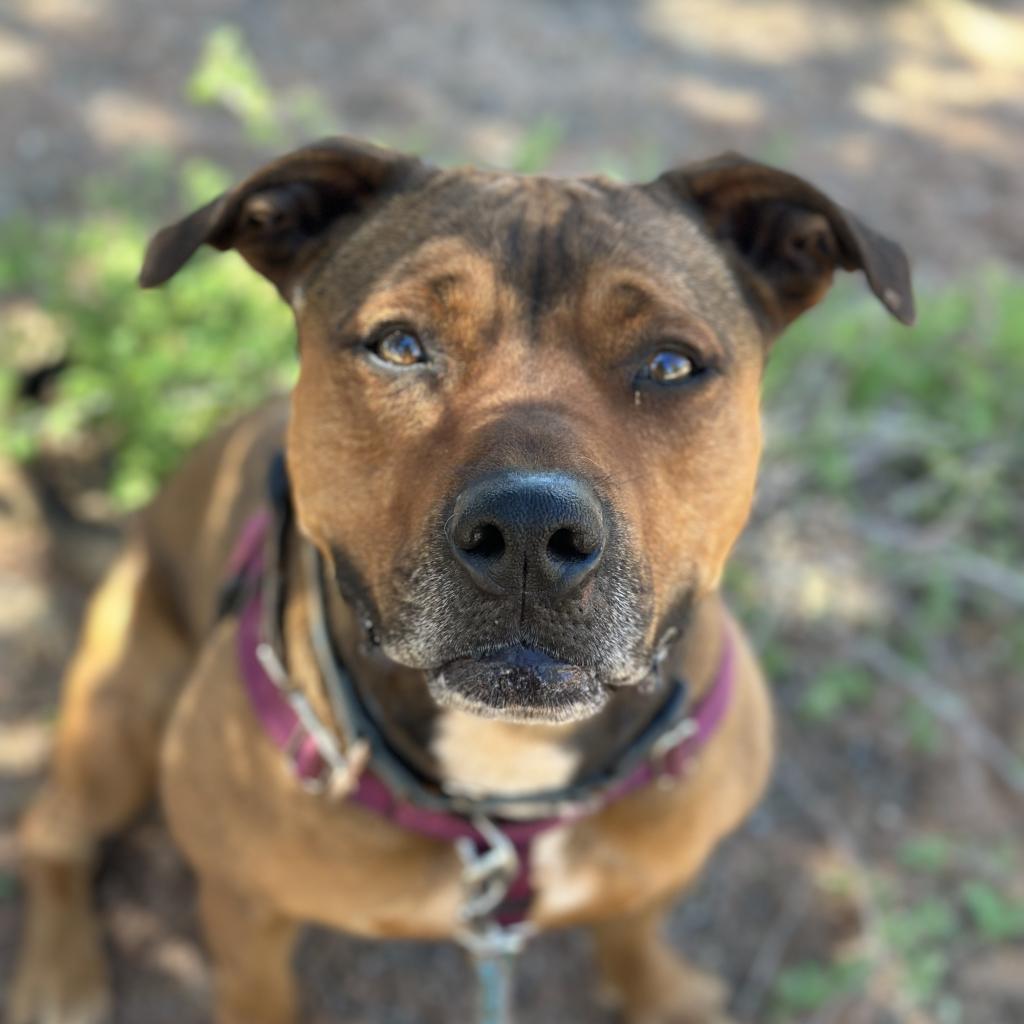 Enlarge Ember, a Adoptable mixed breed in Kanab, UT image 5/6