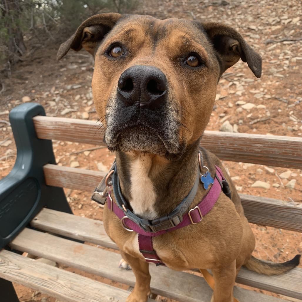 Enlarge Ember, a Adoptable mixed breed in Kanab, UT image 6/6