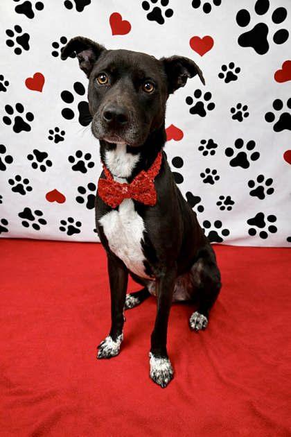 Bones, Adoptable, Young Male Labrador Retriever & Mixed Breed.