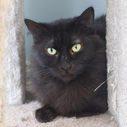 Tessa (bonded with Marie), Adoptable, Adult Female Domestic Long Hair & Domestic Short Hair.