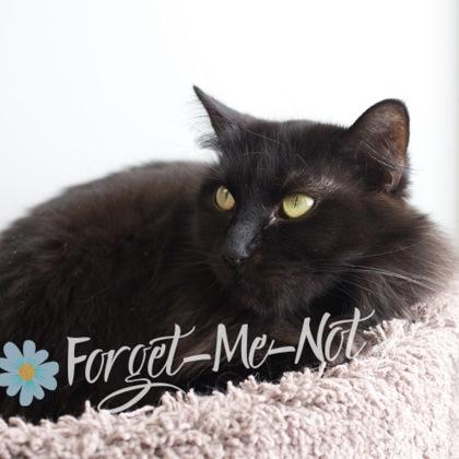 Tessa (bonded with Marie), a Adoptable mixed breed in Verona, WI image 4/5