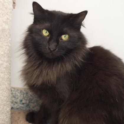 Tessa (bonded with Marie), a Adoptable mixed breed in Verona, WI image 5/5