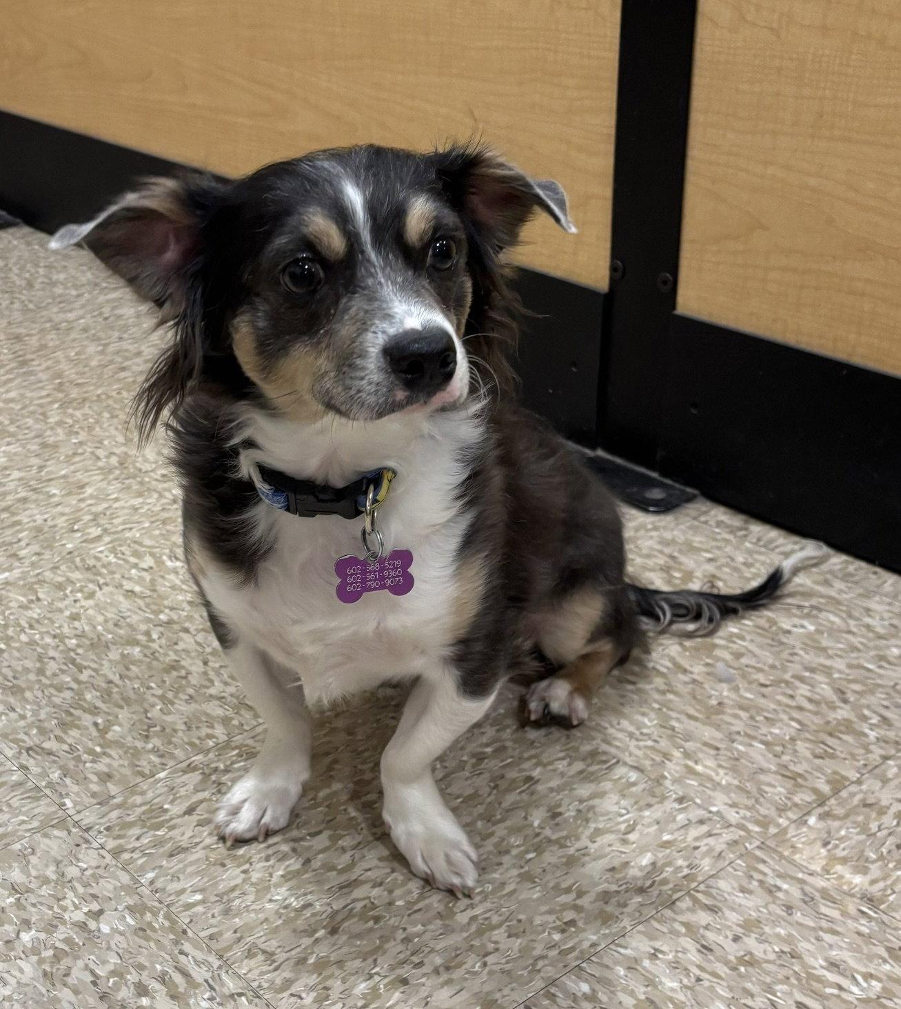 Mr Shilo, Adopted, Young Male Chihuahua & Dachshund.